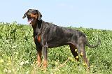 DOBERMANN 948